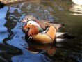 /album/galleria-foto-anatre/anatra-mandarina-0-jpg/